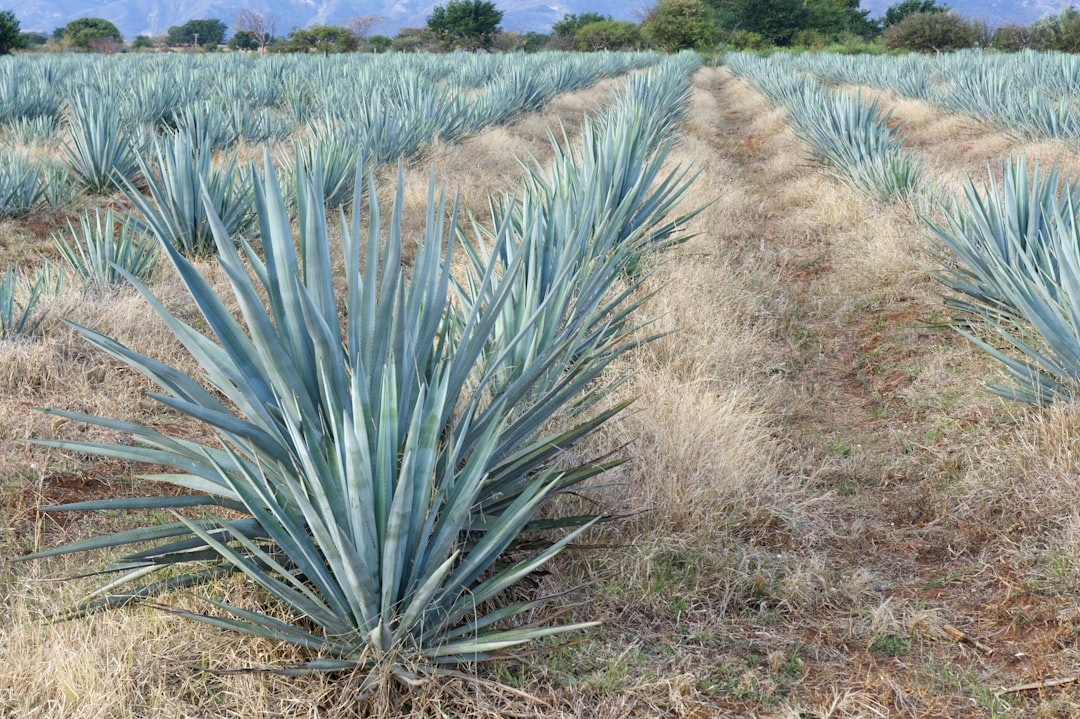 Blue agave plant