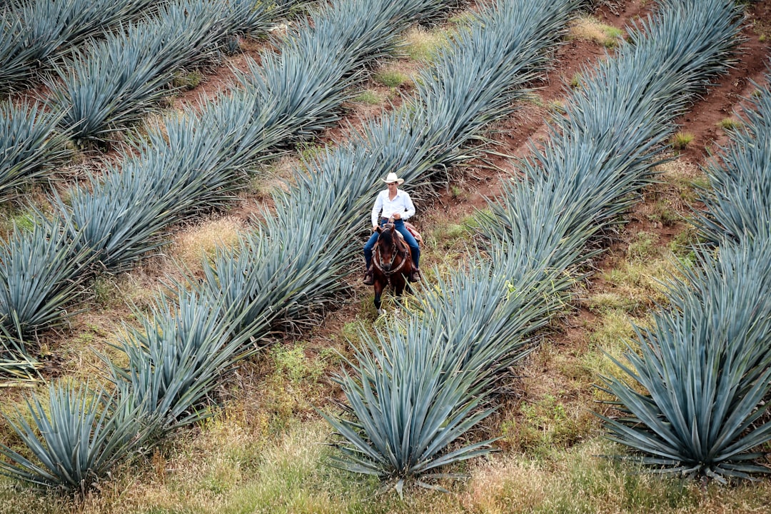 Agave harvester at work